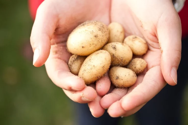 Potatoes Unveiled: Exploring the Incredible Benefits of Adding Spuds to Your Routine!